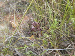 Notobubon collinum