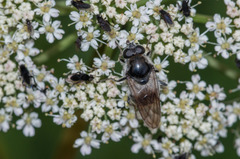 Cheilosia motodomariensis