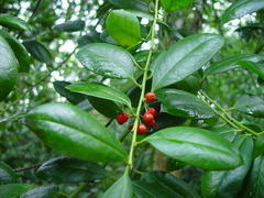 Ilex × altaclerensis