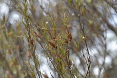 Dracophyllum subulatum