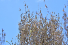 Dracophyllum subulatum