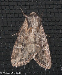 Apamea amputatrix