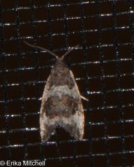 Olethreutes versicolorana