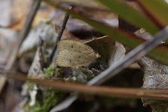 Phaeosaces coarctatella