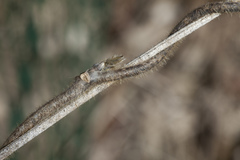 Pueraria montana lobata