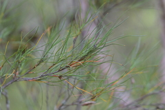 Dracophyllum subulatum
