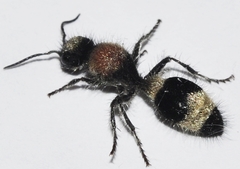 Stenomutilla argentata