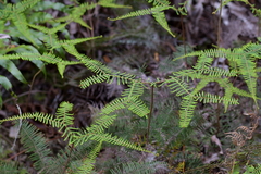 Gleichenia dicarpa
