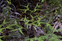 Gleichenia dicarpa