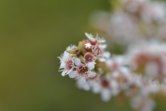 Kunzea tenuicaulis