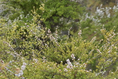 Kunzea tenuicaulis