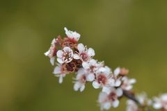 Kunzea tenuicaulis