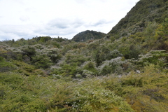 Kunzea tenuicaulis