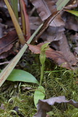 Chiloglottis cornuta