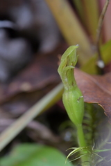 Chiloglottis cornuta