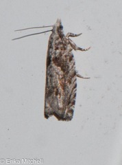 Gretchena delicatana