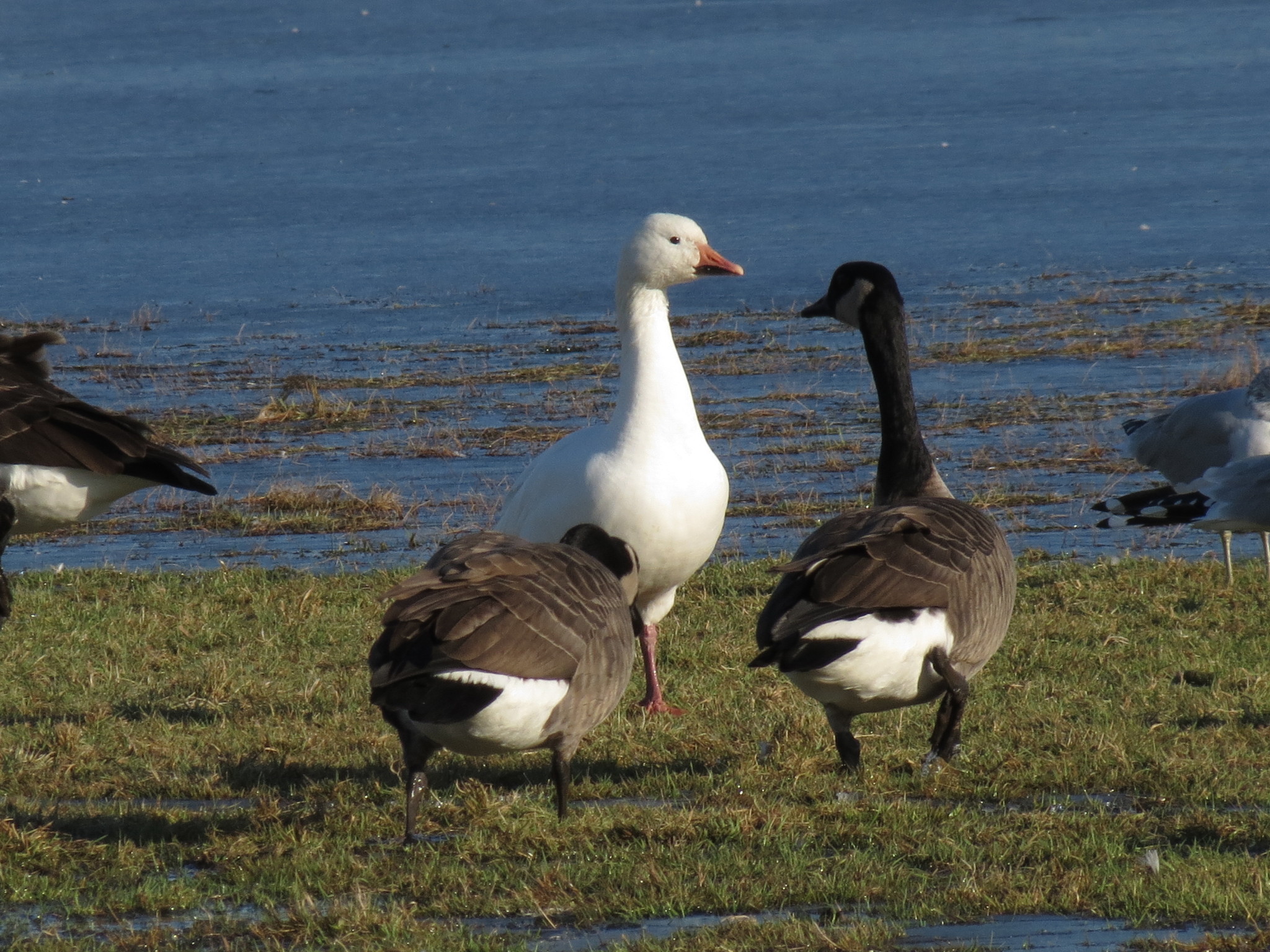 Snow Goose