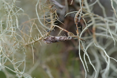 Eschatotypa derogatella