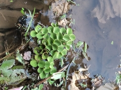 Salvinia cucullata