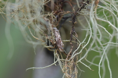 Eschatotypa derogatella