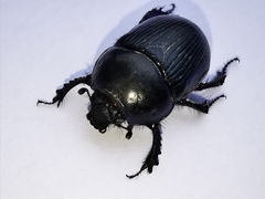 Geotrupes stercorarius