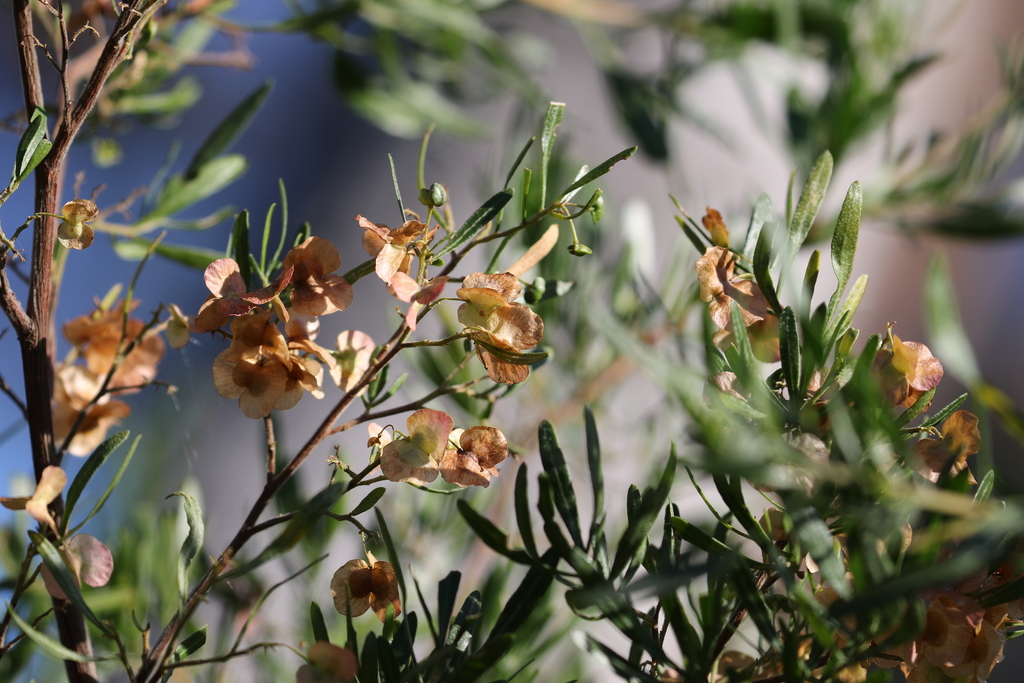 Dodonaea hackettiana