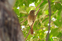 Phoenicurus auroreus