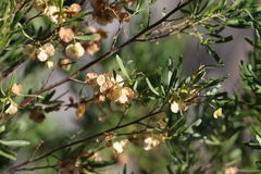 Dodonaea hackettiana