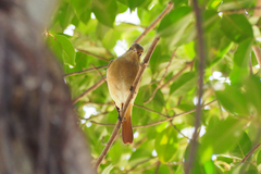 Phoenicurus auroreus