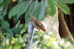 Phoenicurus auroreus