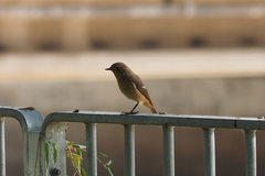 Phoenicurus auroreus