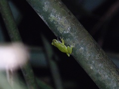 Raorchestes chalazodes