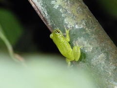 Raorchestes chalazodes