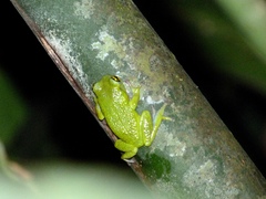 Raorchestes chalazodes