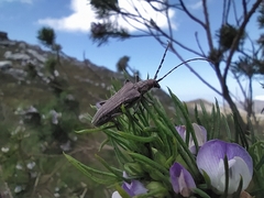 Aristogitus cylindricus