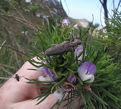 Aristogitus cylindricus