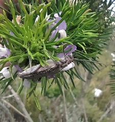Aristogitus cylindricus