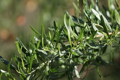 Dodonaea hackettiana