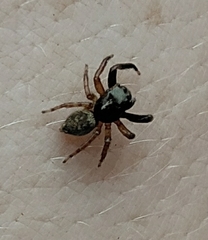 Tusitala