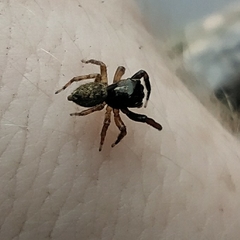 Tusitala