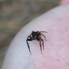 Tusitala