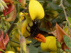 Gronoceras cinctum