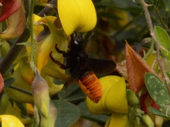 Gronoceras cinctum
