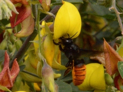 Gronoceras cinctum