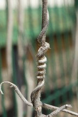 Pueraria montana lobata
