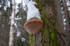 Fomitiporia hartigii