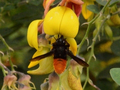 Gronoceras cinctum