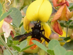 Gronoceras cinctum