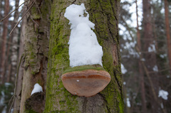 Fomitiporia hartigii