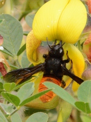 Gronoceras cinctum
